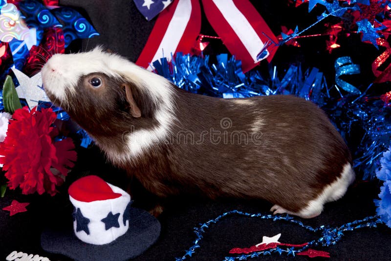 Patriotisches amerikanisches Meerschweinchen Cavia porcellus lizenzfreie stockbilder Patriotisches amerikanisches Meerschweinchen Cavia porcellus lizenzfreie stockbilder