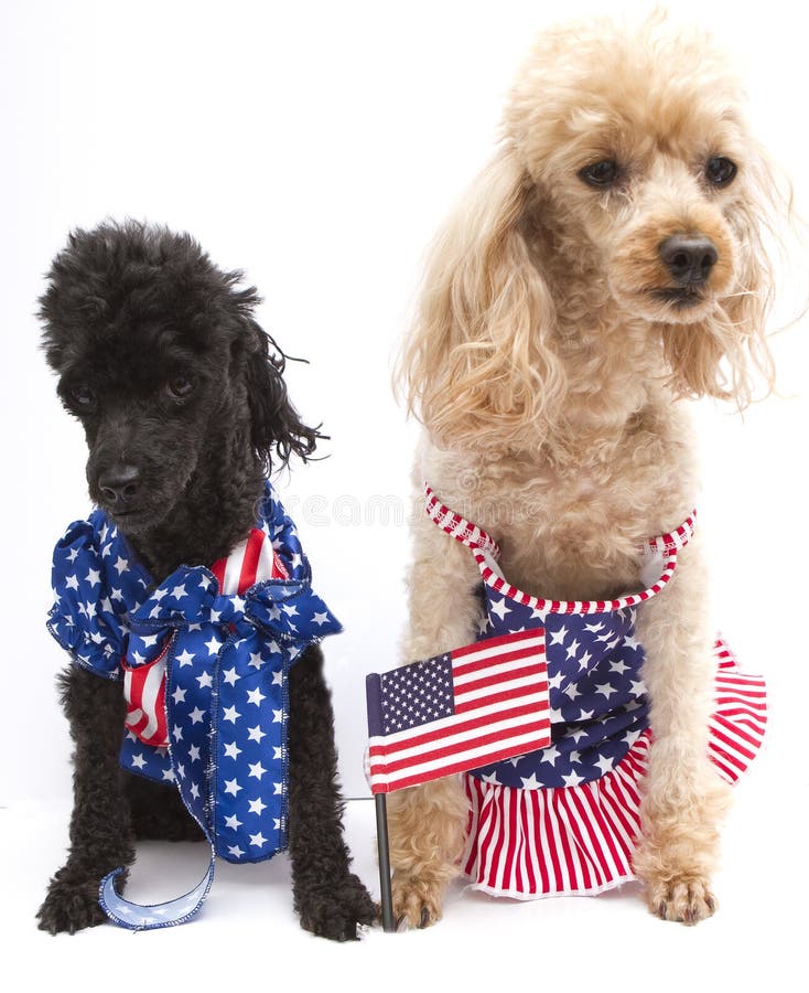 Poodles wearing outfits with the U.S flag and looking very patriotic. Poodles wearing outfits with the U.S flag and looking very patriotic.