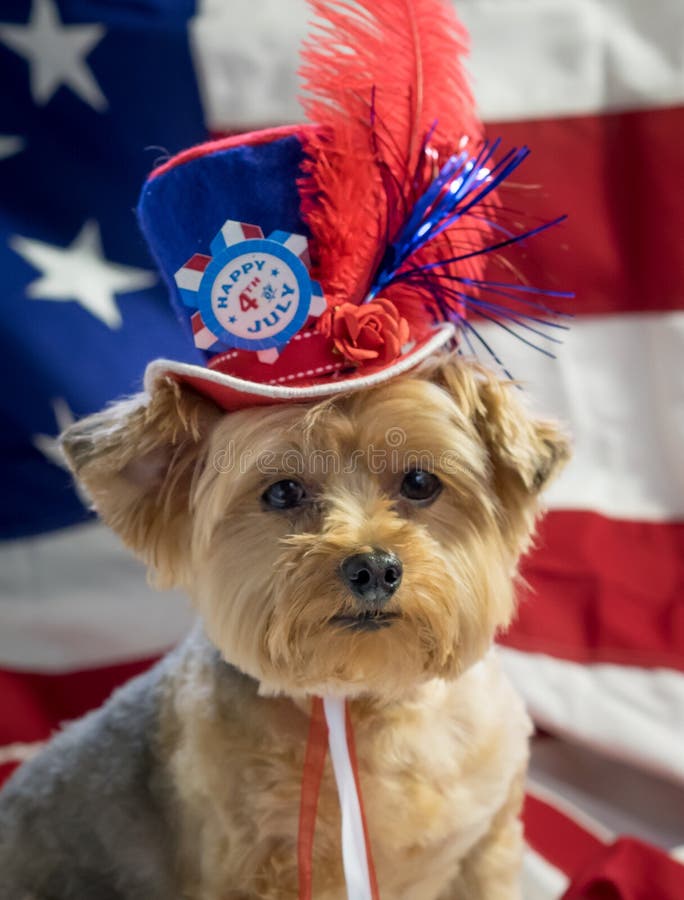 Yorkie celebrates 4th of July with a red, white and blue hat and a flag background. Vertical. Yorkie celebrates 4th of July with a red, white and blue hat and a flag background. Vertical