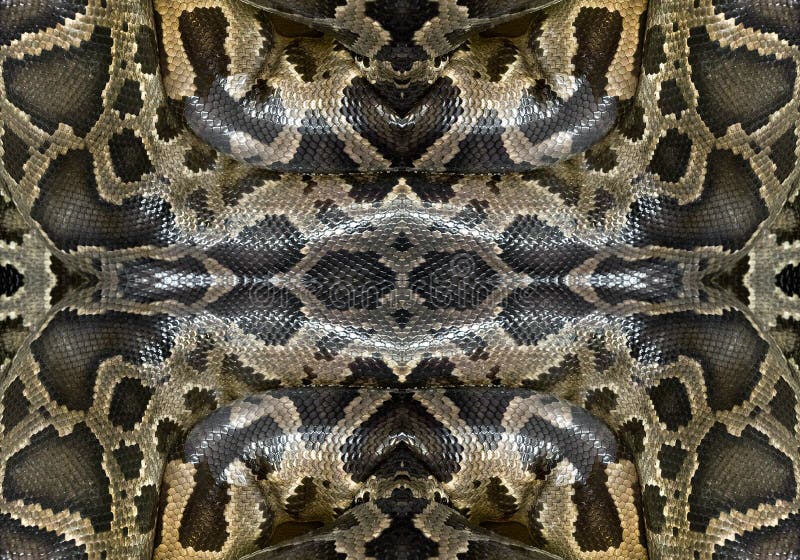  Patronen en texturen van Python stock afbeeldingen