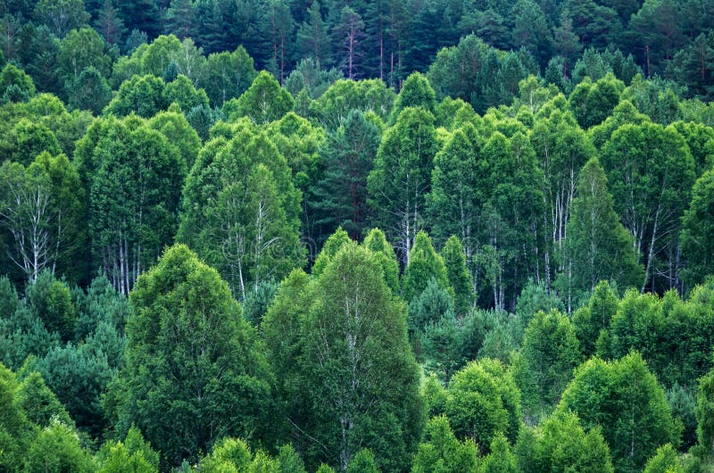 Patroon van lagen bosbomen, evergreens in de bergen