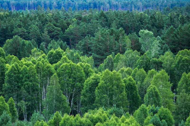 Patroon van lagen bosbomen, evergreens in de bergen