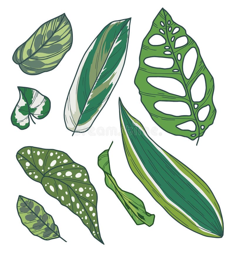 Patroszony wektorowy kolekcja sztuki z różnym egzotycznym houseplant opuszcza jak Calathea, begonia, Pothos, Dracaena lub Monster ilustracja wektor Patroszony wektorowy kolekcja sztuki z różnym egzotycznym houseplant opuszcza jak Calathea, begonia, Pothos, Dracaena lub Monster ilustracja wektor