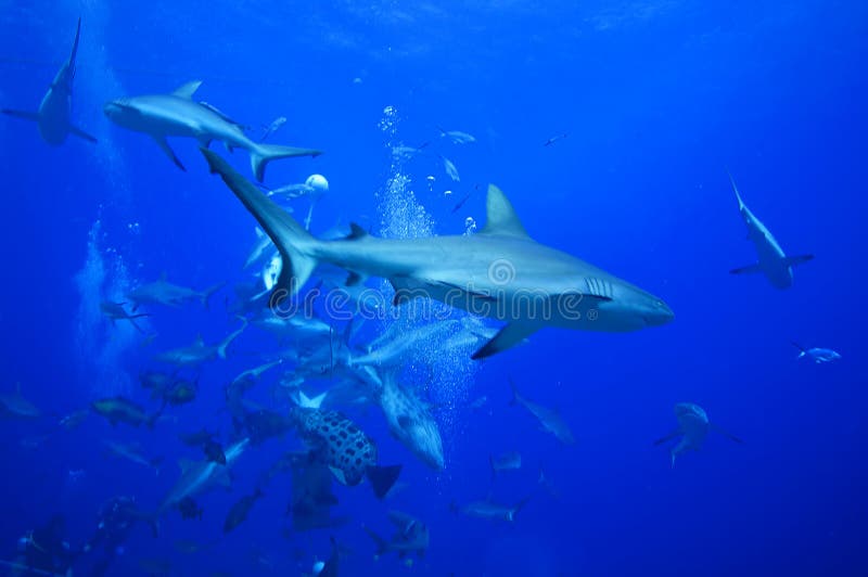 Patrouille grise de requins de récif photo libre de droits Patrouille grise de requins de récif photo libre de droits