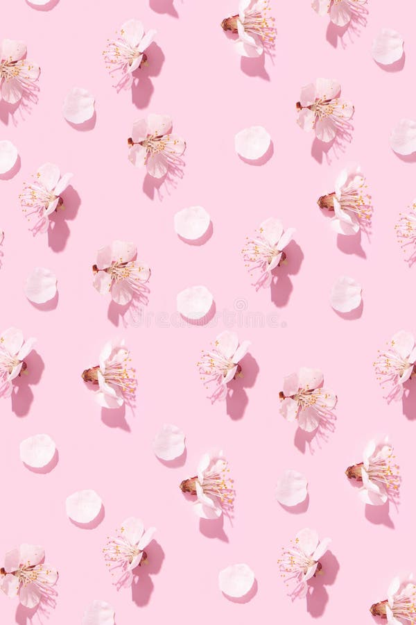 Patrón con pétalos delicados de flores de cerezo en un fondo rosado. fondo creativo vertical de primavera fotos de archivo libres de regalías
