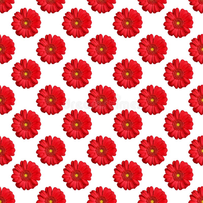 Patrón sin foco de flores de gerbera rojas sobre fondo blanco aislado, flor de margarita naranja brillante repetiendo adorno, pap libre illustration Patrón sin foco de flores de gerbera rojas sobre fondo blanco aislado, flor de margarita naranja brillante repetiendo adorno, pap libre illustration