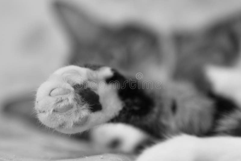 Patte d'un plan rapproché rayé gris de chat domestique photos libres de droits Patte d'un plan rapproché rayé gris de chat domestique photos libres de droits