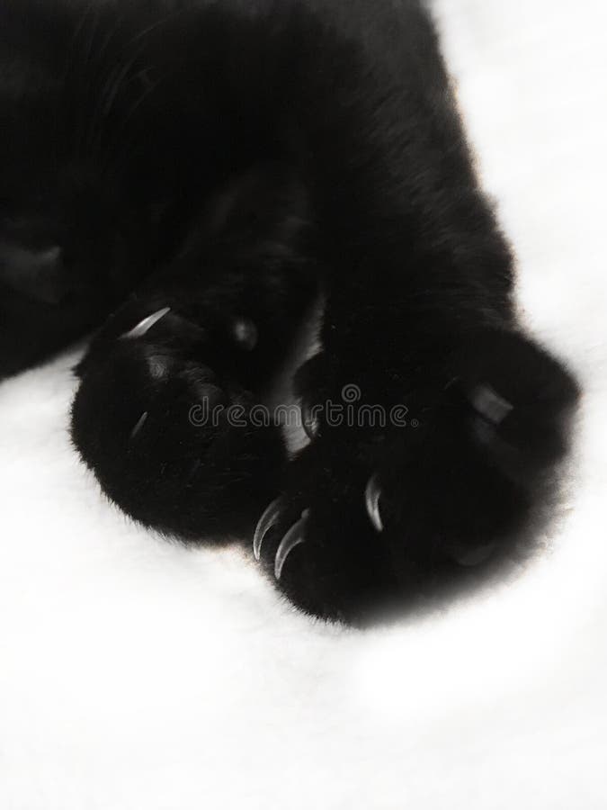 Patte De Chat Noir Avec Les Griffes Pointues Sur Un Fond Blanc Image Stock Image Du Normal Nature Patte De Chat Noir Avec Les Griffes Pointues Sur Un Fond Blanc Image Stock Image Du Normal Nature