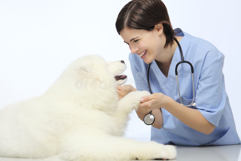 Patte de examen de sourire de chien de vétérinaire sur la table dans la clinique de vétérinaire image libre de droits Patte de examen de sourire de chien de vétérinaire sur la table dans la clinique de vétérinaire image libre de droits