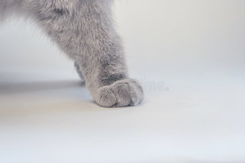 Patte grise du ` s de chat sur le panneau photo libre de droits Patte grise du ` s de chat sur le panneau photo libre de droits