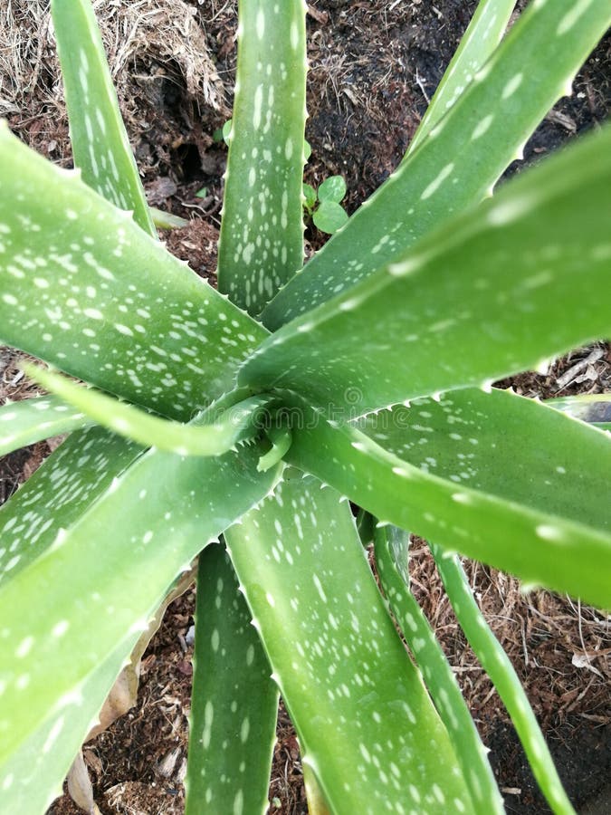 The Pattern of Aloe Vera is a White Spot on the Green. Stock Photo