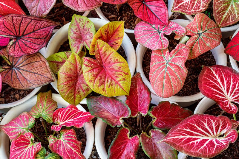 Pattern of caladium foliage plant red and yellow color