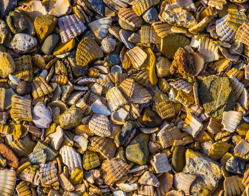 Pattern of crushed seashells and rocks, decorative covering material for the garden and walking paths, background patterns royalty free stock image