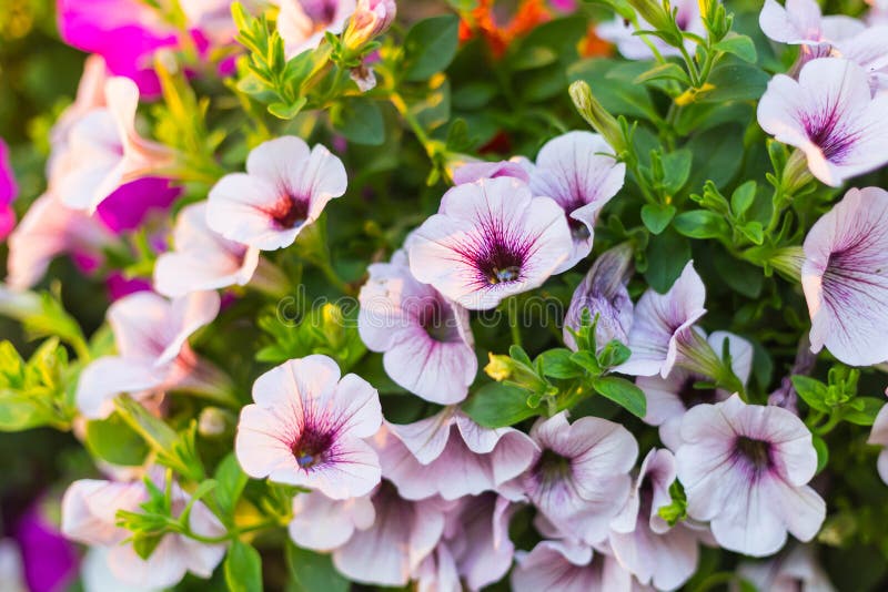 Pattern Flower Wall Texture for Background Stock Photo - Image of