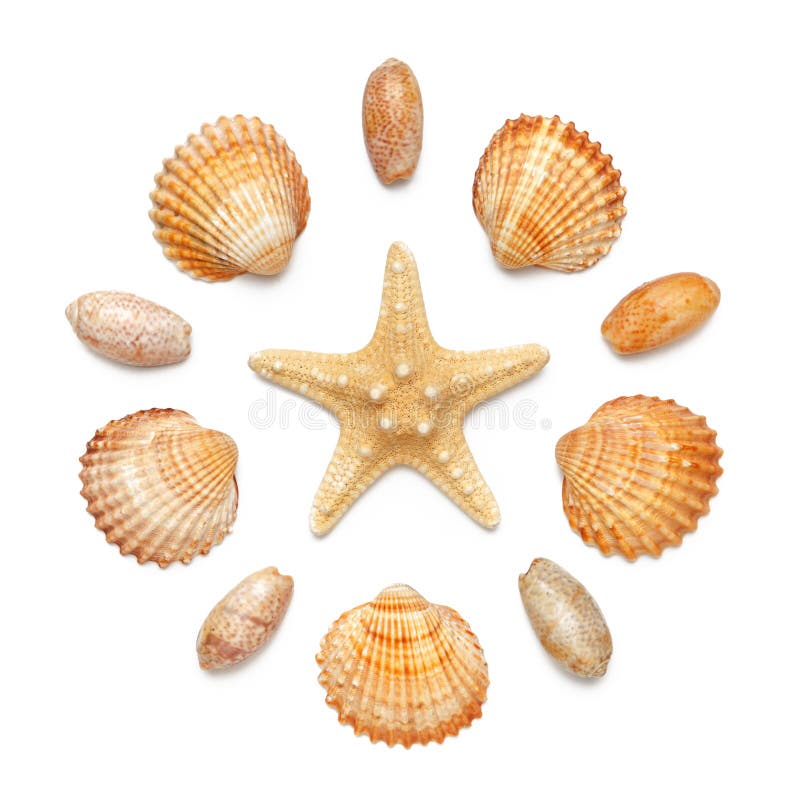 Pattern in the form of a circle of sea shells and starfish isolated on a white background.