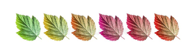 pattern of green-ish red autumn leaves isolated over white background