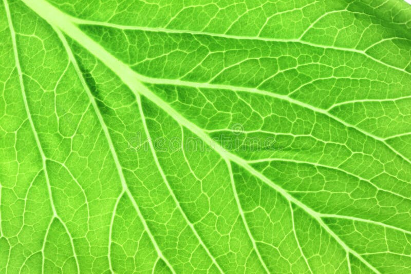 Pattern of green leaves in a macro.