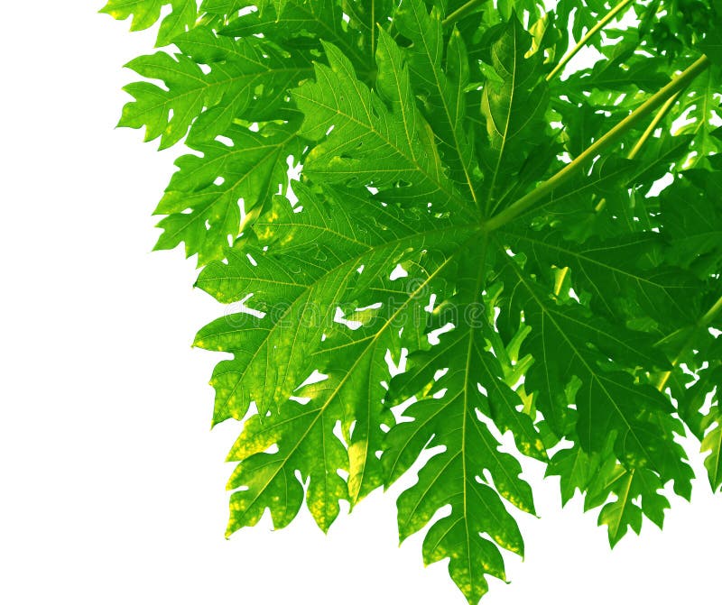 Pattern of Green Papaya Leaf Style and Shape on White Background. Stock