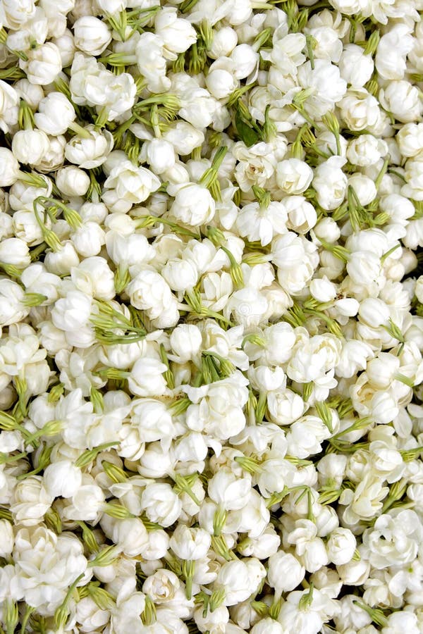 Pattern of Jasmine Flower