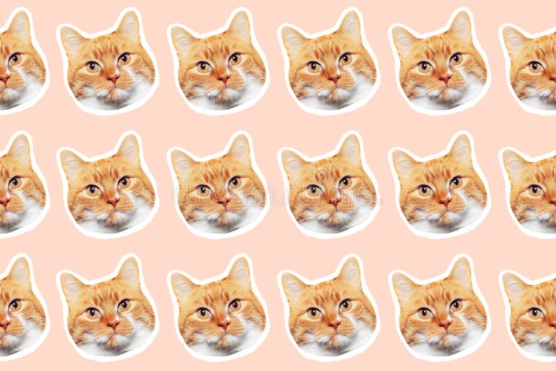 cats collage background
