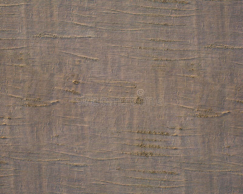 Pattern and structure of beech bark. royalty free stock images