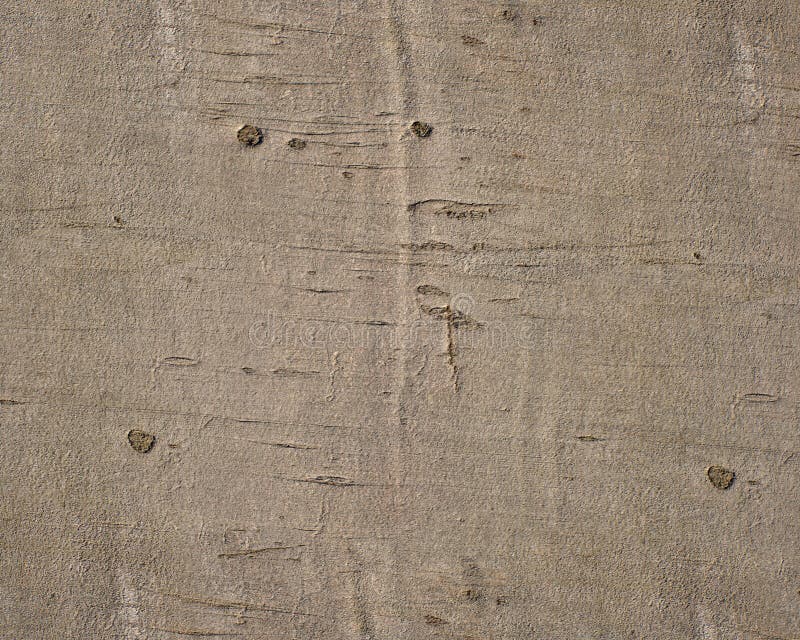 Pattern and structure of beech bark. stock photos