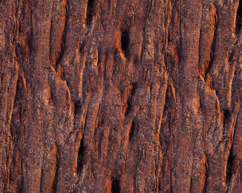 Pattern and structure of beech bark. stock image