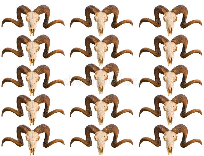 Pattern Texture Skull Animal Ram with Curled Horns Several Rows of