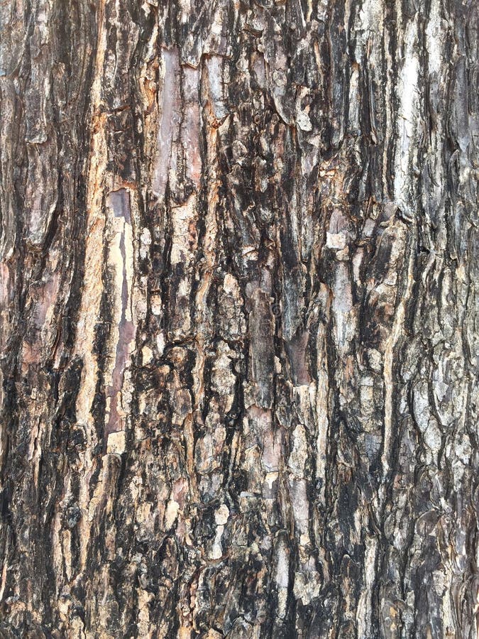 The pattern of dry grey tree bark. The pattern of dry grey tree bark