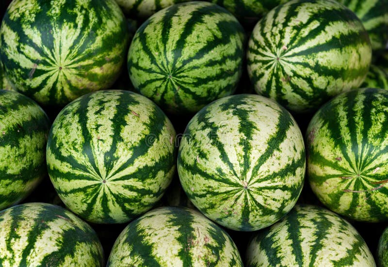 Watermelon Pile on Market, Guayaquil, Ecuador Stock Photo Image of