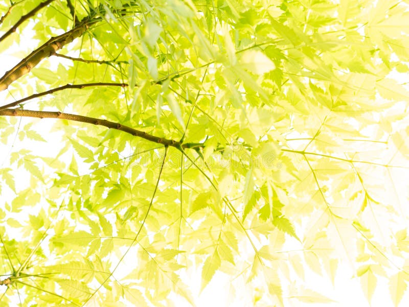 Pattern of Yellow TrumpetFlower Growing Stock Image Image of floral