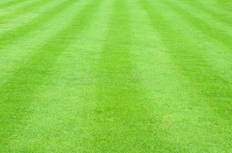 Patterned Field of Green Grass Sports Field Stock Photo Image of