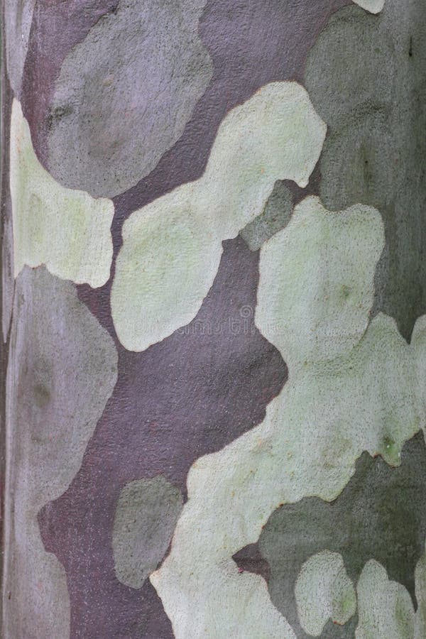 Free Patterned Gum Tree Bark, Australian Nature Royalty Free Stock Photography - 23437137