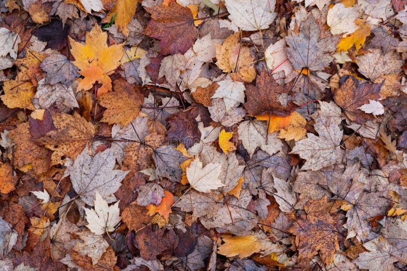 Patterned Leaf Carpet In The Fall Stock Image - Image of forest, leaf