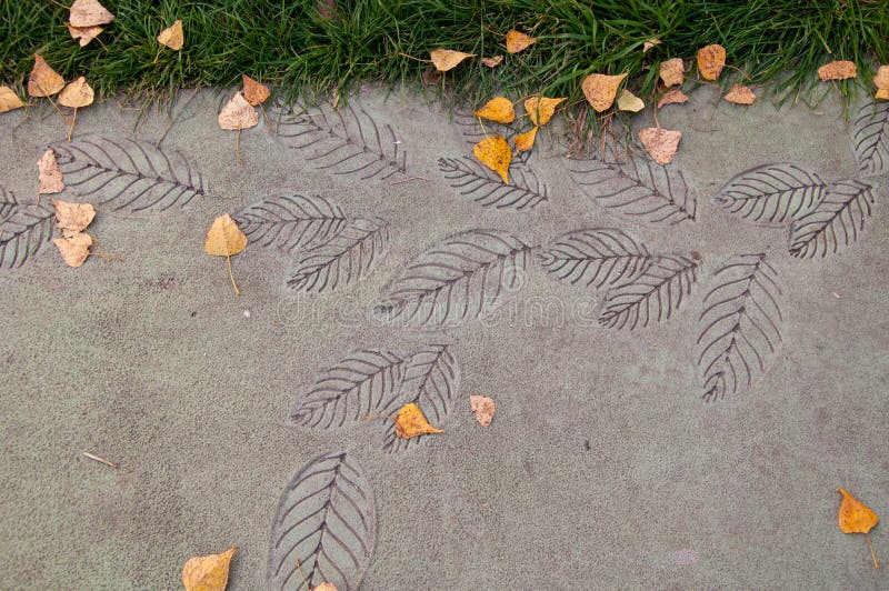 Patterns of Leaf Prints on a Concrete Road. Stock Image - Image of park