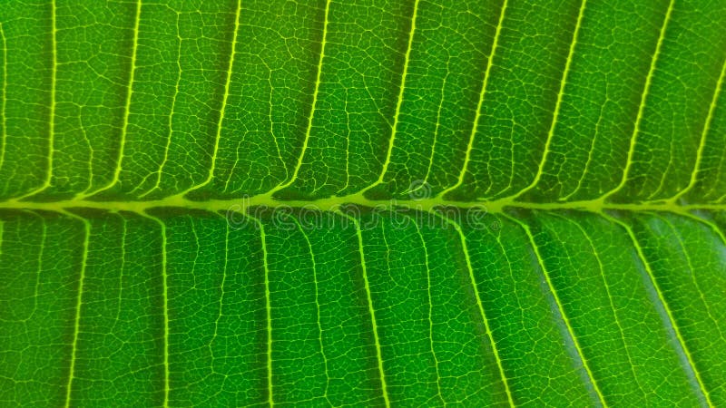 Patterns in a leaf
