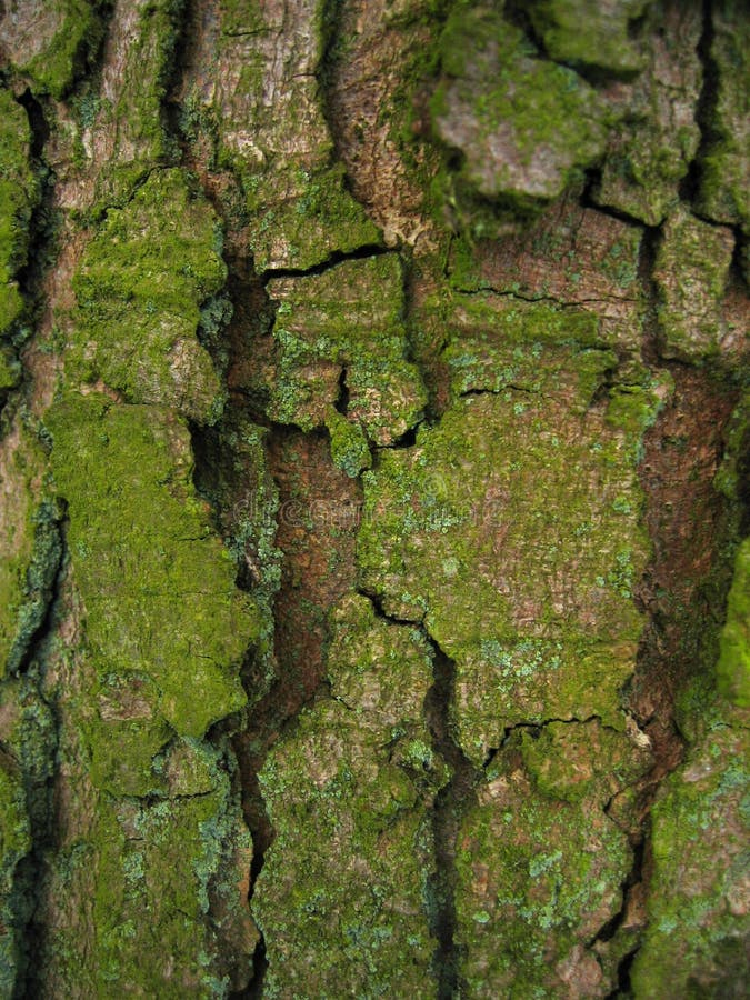 PATTERNS IN TREE BARK royalty free stock photo