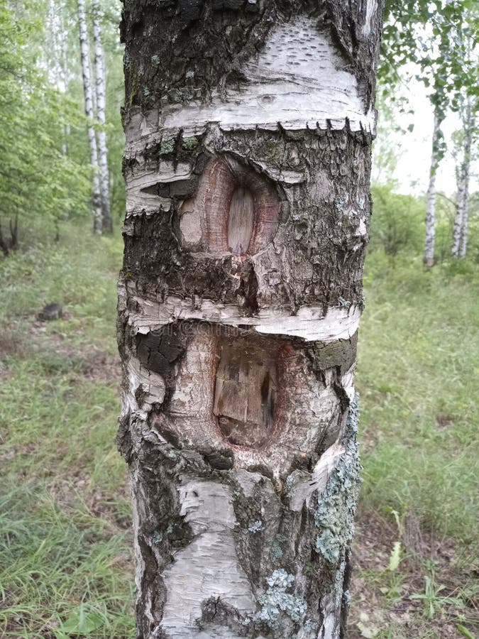 Patterns of white bark of a birch tree trunk against the background of dense green foliage in the forest stock images