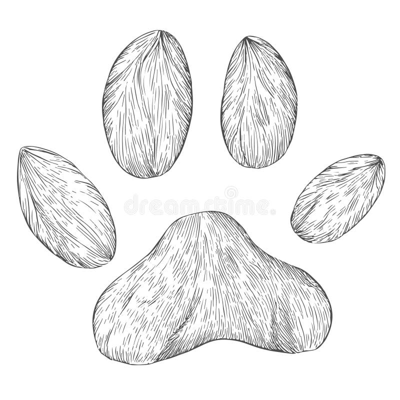 Pattes de chien dessiné à la main vectoriel dessin animé illustration dessin en noir et blanc style d'esquisse isolé sur fond blanc