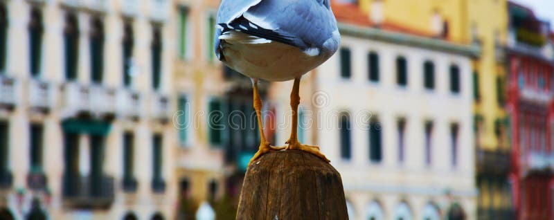 Pattes de mouette à Venise, Italie photo libre de droits Pattes de mouette à Venise, Italie photo libre de droits