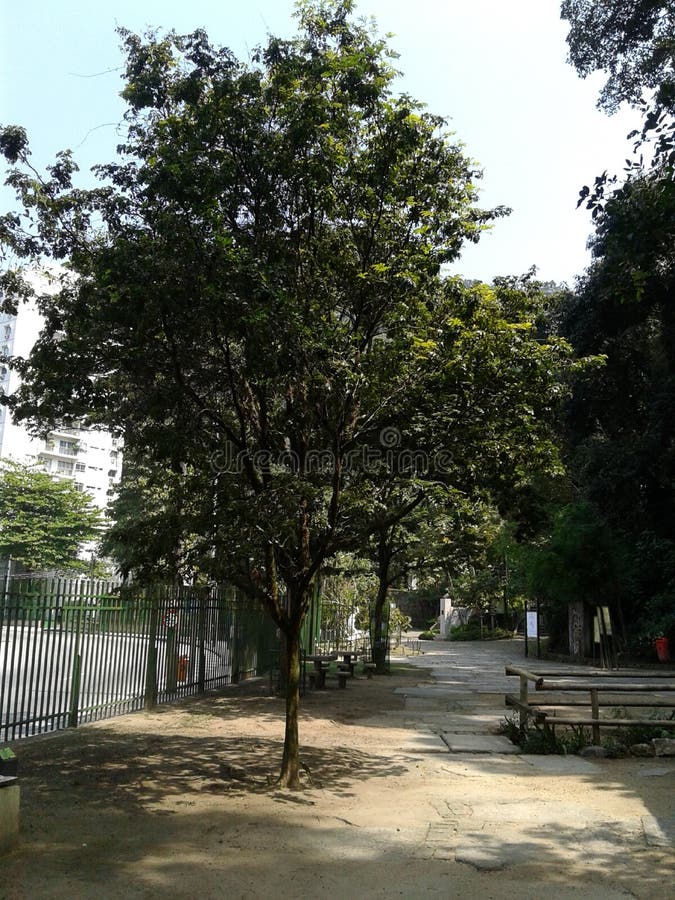 Pau Brasil Tree in Catacumba Park Lagoa Rodrigo de Freitas Rio de Janeiro Brazil.