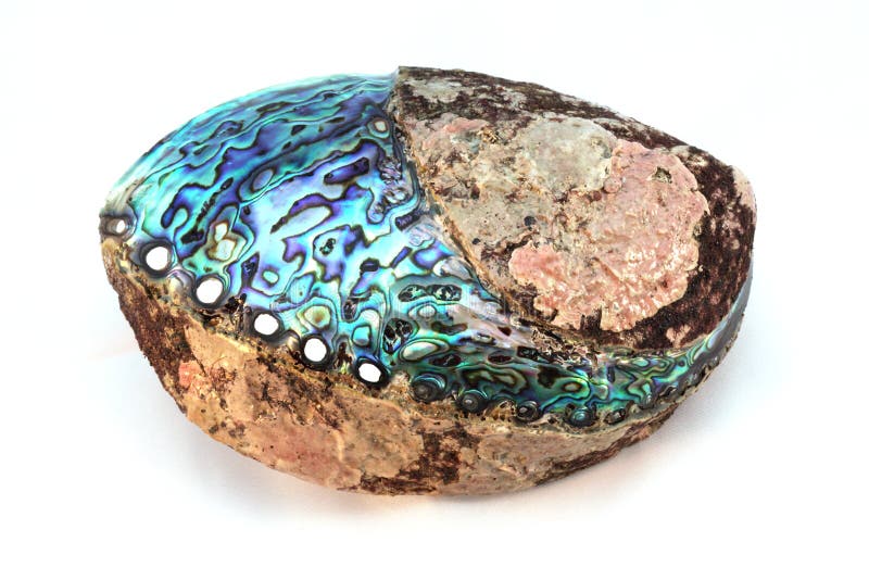 Paua shell stock image. Image of shell, zealand, gemstone 17886811