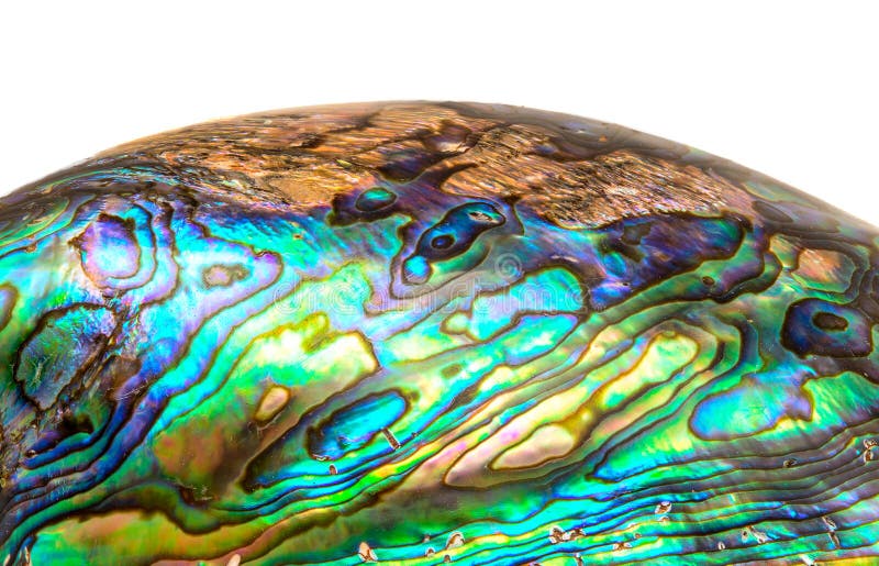 Closeup shot of paua shell