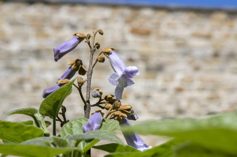 Paulownia tomentosa ornamental flowering tree, branches with green leaves, seeds and violet bell flowers stock photo Paulownia tomentosa ornamental flowering tree, branches with green leaves, seeds and violet bell flowers stock photo