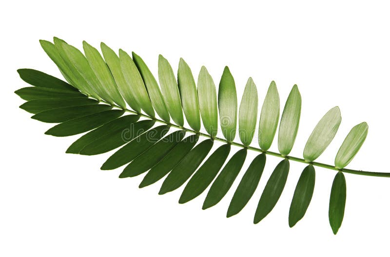 Paume de carton ou furfuracea de zamia ou feuille mexicaine de cycad d'isolement sur le fond blanc image libre de droits Paume de carton ou furfuracea de zamia ou feuille mexicaine de cycad d'isolement sur le fond blanc image libre de droits