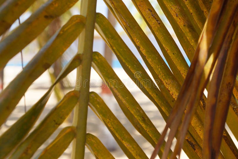 Paume des Caraïbes photographie stock libre de droits Paume des Caraïbes photographie stock libre de droits