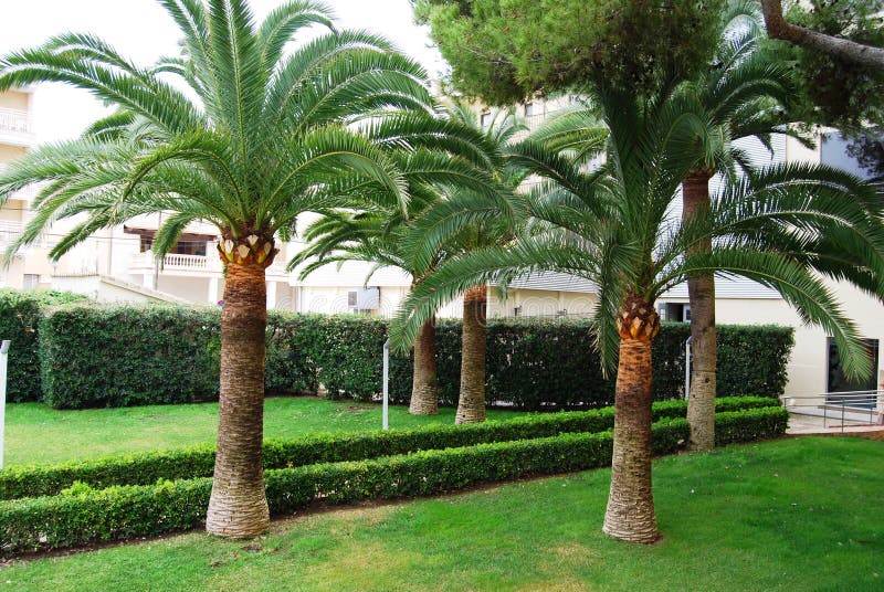 Beautiful palm alley in Playa de Mallorca. Beautiful palm alley in Playa de Mallorca