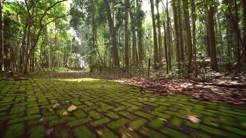 Pav?s envahis avec de la mousse Promenade par le chemin de for?t tropicale