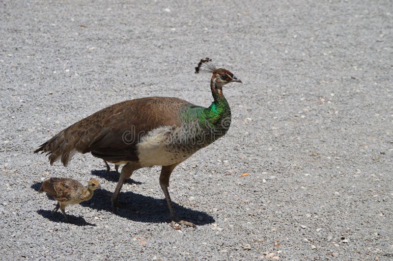 The female peacock is known as a peahen and the immature offspring are sometimes called peachicks. The peachicks follow the mom closely everywhere she goes. The female peacock is known as a peahen and the immature offspring are sometimes called peachicks. The peachicks follow the mom closely everywhere she goes.