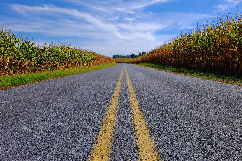 Paved Road Through Corn Field